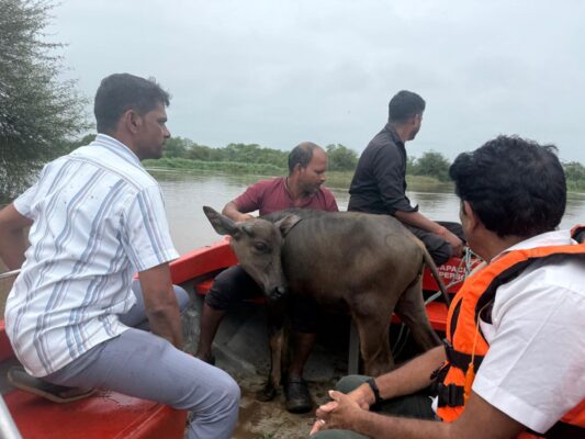 નવસારી: મરોલી ગામમાં પશુપાલક અને ભેંસનું બચ્ચું પાણીમાં ફસાયા #navsari #rain #maroligam #farmer