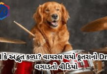 DRUM DOG : AI કે અદ્ભુત કળા? વાયરલ થયો કૂતરાનો Drum વગાડતો વીડિયોDrumDog, #ViralDogVideo, #DogPlayingDrum