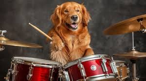 DRUM DOG