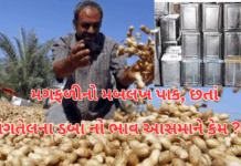 Peanut Abundance, Price Shock:મગફળીનો મબલખ પાક છતાં સિંગતેલના ભાવ આસમાને! ડબ્બો 2500ને પાર.#GroundnutOil,#PeanutPrices,#GujaratMarket #EdibleOil Peanut Abundance, Price Shock