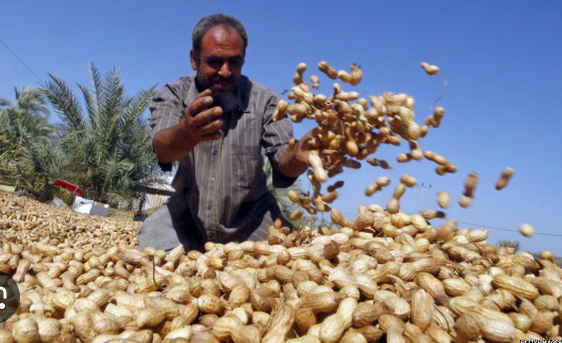 Peanut Abundance, Price Shock