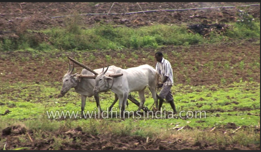 Farmers to Apply from Tomorrow 