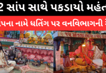 Rajkot : માં શિડ્યૂલ–1ના 52 સાપો સાથે મોટો કાંડ: વનવિભાગની સાહસિક કાર્યવાહી, મહંતની ધરપકડ Rajkot