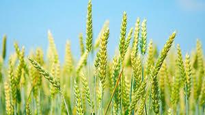 Gujarat Wheat MSP 2026