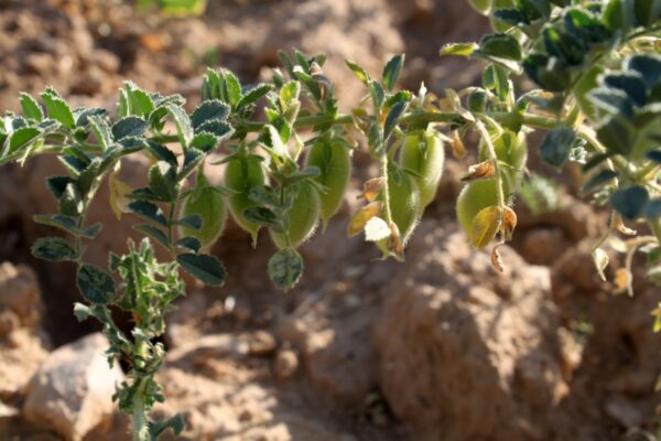 Gujarat's Agricultural Revolution