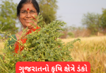 Gujarat Agricultural Revolution: ચણાના ઉત્પાદનમાં ગુજરાત દેશમાં પ્રથમ, નિકાસમાં પણ ₹580 કરોડનો આંકડો વટાવ્યો Gujarat Agricultural Revolution