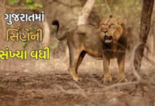 Gujarat Golden Pride: ગુજરાતમાં સિંહોની સંખ્યામાં ભારે ઉછાળો, 231 નવા બચ્ચાંઓથી ગુંજી ઉઠ્યું જંગલ Golden Pride