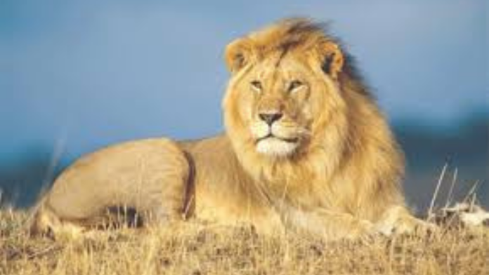 Lion Census 2026