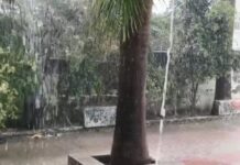 Unseasonal Rain Lashes Gir: ગીરમાં ઉનાળે અષાઢી માહોલ, કેસર કેરીના પાક પર મોટું જોખમ Unseasonal Rain Lashes Gir