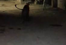 Chilling Video from Gir: ગીરમાં રુંવાડા ઉભા કરી દેતી ઘટના શિકાર છોડી સિંહે બાળકી પાછળ દોટ મૂકી, સેલ્ફીના મોખમાં જીવનું જોખમ Chilling Video from Gir