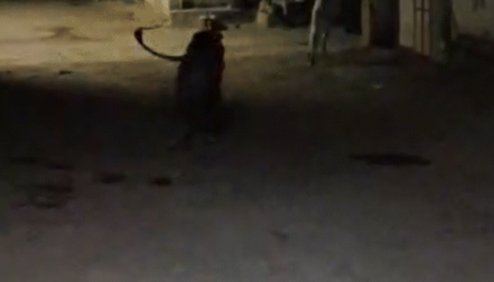 Chilling Video from Gir