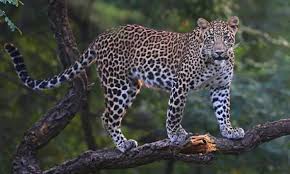 Leopard Terror in Chhota Udaipur