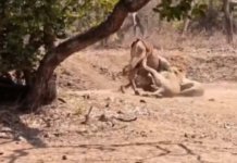 The Real King of Gir: ગીરનો અસલી મિજાજ પ્રવાસીઓની જીપ્સી સામે જ સિંહણે ખેલ્યો શિકારનો ખેલ, રૂંવાડા ઉભા કરી દેતો LIVE VIDEO The Real King of Gir