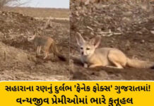 Rare Sighting: કચ્છના રણમાં કુદરતની અજાયબી, વચ્છરાજ બેટ પાસે વિશ્વનું સૌથી નાનું ‘ફેનેક ફોક્સ’ દેખાયું, વન વિભાગે તપાસ તેજ કરી Rare Sighting