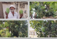 A Tree of Wonders: કુદરતનો કરિશ્મા કે ખેડૂતની કમાલ! અમરેલીના ધારીમાં એક જ આંબા પર પાકે છે ૧૪ પ્રકારની કેરીઓ, સોશિયલ મીડિયા પર આંબાની ધૂમ A Tree of Wonders