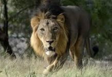 Asiatic Lions Under Threat: ગીરના રાજા પર મોટું સંકટ! 10 દિવસમાં 8 સિંહોના મોતથી વનવિભાગમાં ભારે દોડધામ, જીવલેણ રોગની આશંકા Asiatic Lions Under Threat