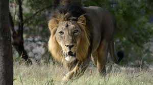 Asiatic Lions Under Threat Asiatic Lions Under Threat