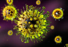 Ebola Alert in Ahmedabad: અમદાવાદમાં ઇબોલા વાઇરસને લઈ હાઈ-એલર્ટ, આફ્રિકાથી આવેલા 11 મુસાફરો હોમ આઇસોલેશનમાં, SVP હોસ્પિટલમાં 60 બેડનો સ્પેશિયલ વોર્ડ તૈયાર Ebola Alert in Ahmedabad