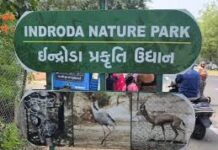 Micro-Climate Magic: ગાંધીનગરના ઇન્દ્રોડા પાર્કમાં વન્યજીવોને હીટ સ્ટ્રોકથી બચાવવા મોટો પ્લાન, જમ્બો કૂલર્સ, સ્પ્રીન્ક્લર્સ અને ડાયેટમાં ફેરફાર Micro-Climate Magic