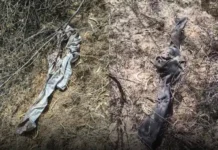 Tragedy in Mahuva: અમરેલી બાદ હવે મહુવામાં સિંહનો આતંક, શ્રમિક યુવકને ખેંચી જઈ ફાડી ખાધો, ઝાડીઓમાંથી માત્ર વિકૃત માથું અને કપડાં મળ્યાં Tragedy in Mahuva