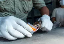 Anti-Snake Venom: ગુજરાતના સાપનું ઝેર બનશે ‘સંજીવની’, સર્પદંશથી થતા મૃત્યુ અટકાવવા રાજ્ય સરકારની ઐતિહાસિક પહેલ Anti-Snake Venom