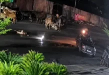 Fatal Encounter with Stray Cattle: સાણંદ-બાવળા હાઈવે પર રખડતા ઢોરનો આતંક, ગાય સાથે બાઈક અથડાતા યુવકનું ઘટનાસ્થળે જ કરુણ મોત Fatal Encounter with Stray Cattle