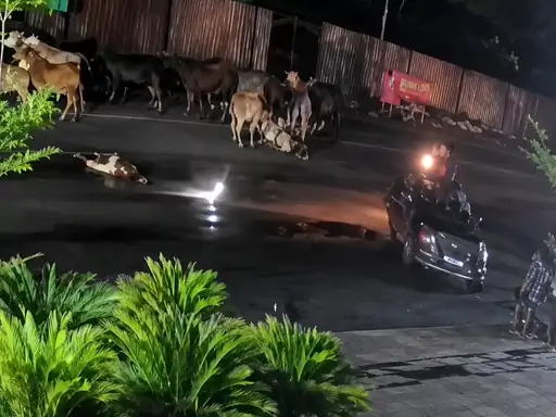 Fatal Encounter with Stray Cattle Fatal Encounter with Stray Cattle