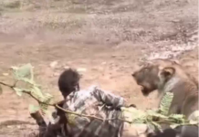 Bhavnagar Shocker: ભાવનગરના ગરાજીયા ગામમાં સિંહનો આતંક, માલધારી પર હુમલો કરી અડધો કલાક હાથ જડબામાં રાખ્યો, ગામમાં ફફડાટ Bhavnagar Shocker