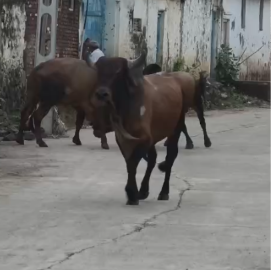 Chaos in Amreli
