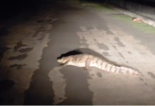 Wildlife Alert in Naswadi: નર્મદા કેનાલમાંથી બહાર નીકળેલો મગર રોડ પર લટાર મારતો જોવા મળ્યો, પોલીસની સમયસૂચકતાથી મોટો અનર્થ ટળ્યો Wildlife Alert in Naswadi