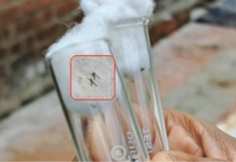 Chandipura Virus Outbreak in Gujarat: ગુજરાતમાં ચાંદીપુરા વાયરસનો કહેર: 12 બાળકોના મોતથી ફફડાટ, આરોગ્ય વિભાગ એલર્ટ Chandipura Virus Outbreak in Gujarat