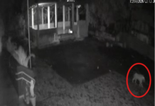 Leopard Menace in Navsari: ચીખલીના મીણકચ્છ ગામની પ્રાથમિક શાળા પાસે દીપડાના આંટાફેરા, ગ્રામજનોમાં ફફડાટ Leopard Menace in Navsari