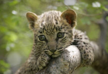 Shela Leopard Scare: અમદાવાદના શેલામાં દીપડાના બચ્ચાની આશંકા નીકળી અફવા, વનવિભાગે કરી સ્પષ્ટતા, ગાડી નીચેથી બિલાડી નીકળી હોવાનો ખુલાસો Shela Leopard Scare