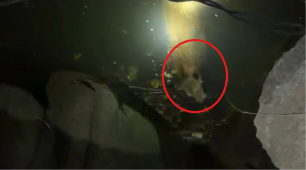 Brave Rescue in Junagadh