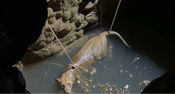 Brave Rescue in Junagadh