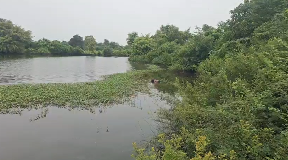 Tragic Incident in Jambusar