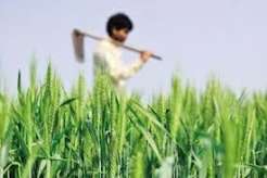 Rice Prices May Rise Further