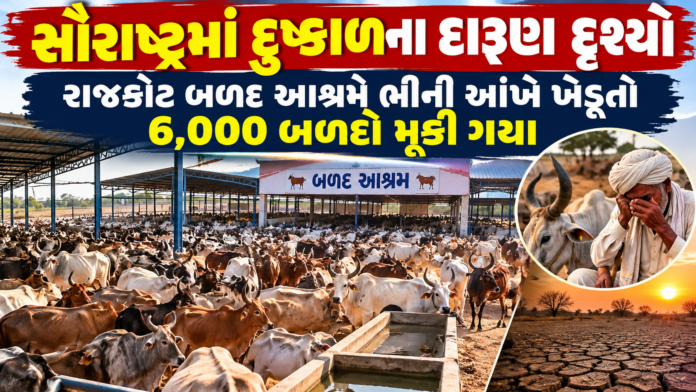 Rajkot Cattle Shelter