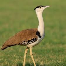Kutch Wildlife Conservation